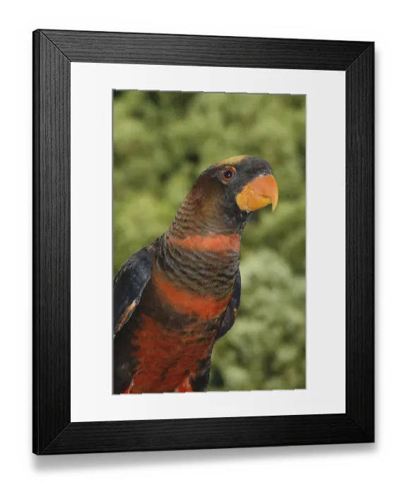 Framed Print : Portrait of Dusky Lorikeet, Pseudeos fuscata