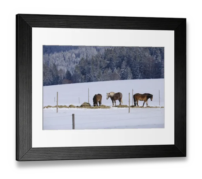 Framed Print : Horses, Schauinsland, Black Forest, Germany
