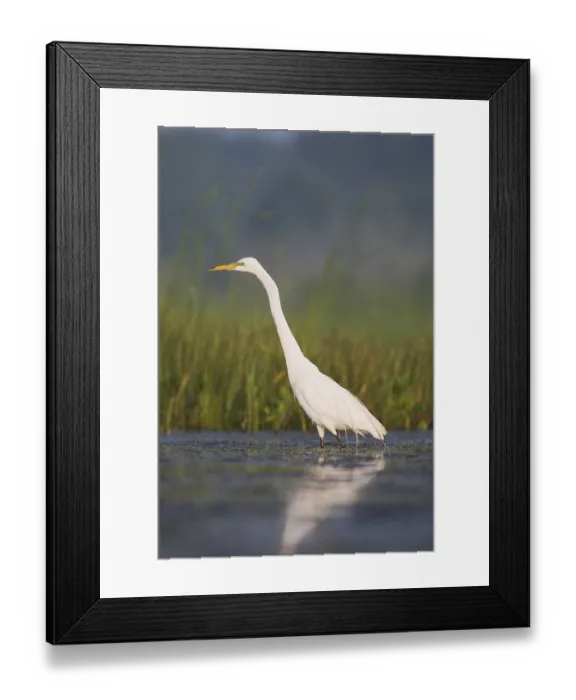 Framed Print : Great Egret (Ardea alba), adult in wetland