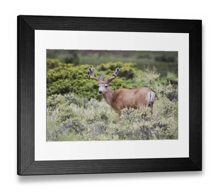 Framed Print : Mule Deer, Black-tailed Deer (Odocoileus hemionus)
