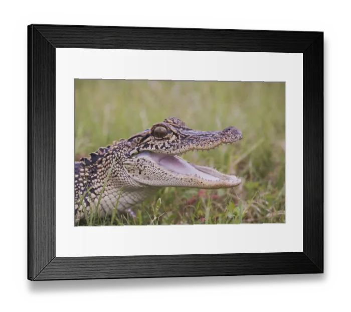 Framed Print : American Alligator (Alligator mississipiensis) Framed Print : American Alligator (Alligator mississipiensis)