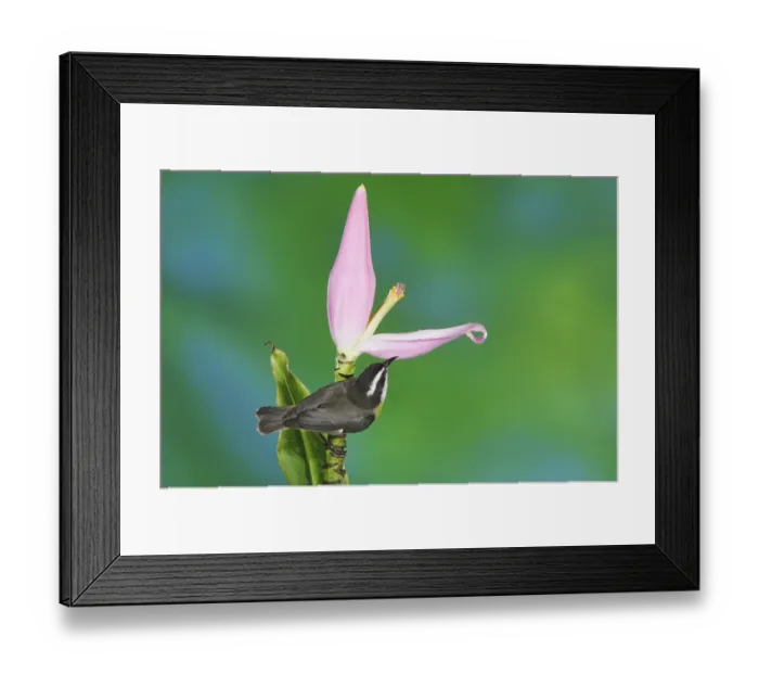 Framed Print : Bananaquit (Coereba flaveola), adult on Ornamental Banana plant flower (Musa velutina) Framed Print : Bananaquit (Coereba flaveola), adult on Ornamental Banana plant flower (Musa velutina)