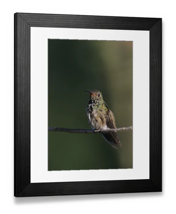 Framed Print : Buff-bellied Hummingbird (Amazilia yucatanenensis) Framed Print : Buff-bellied Hummingbird (Amazilia yucatanenensis)