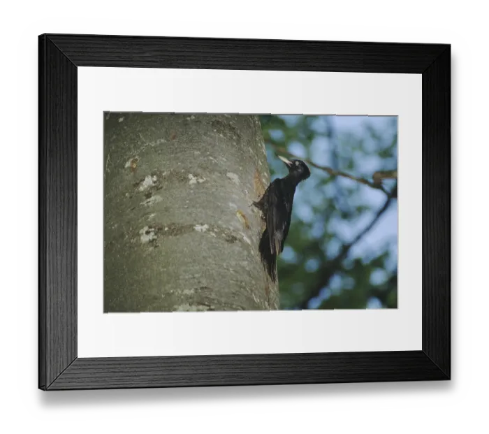Framed Print : Black Woodpecker (Dryocopus martius) Framed Print : Black Woodpecker (Dryocopus martius)