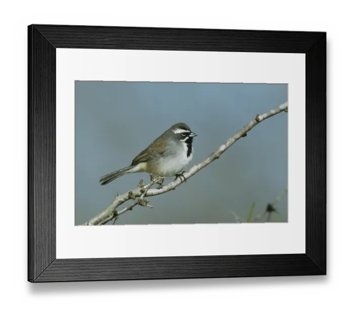 Framed Print : Black-throated Sparrow (Amphispiza bilineata) Framed Print : Black-throated Sparrow (Amphispiza bilineata)
