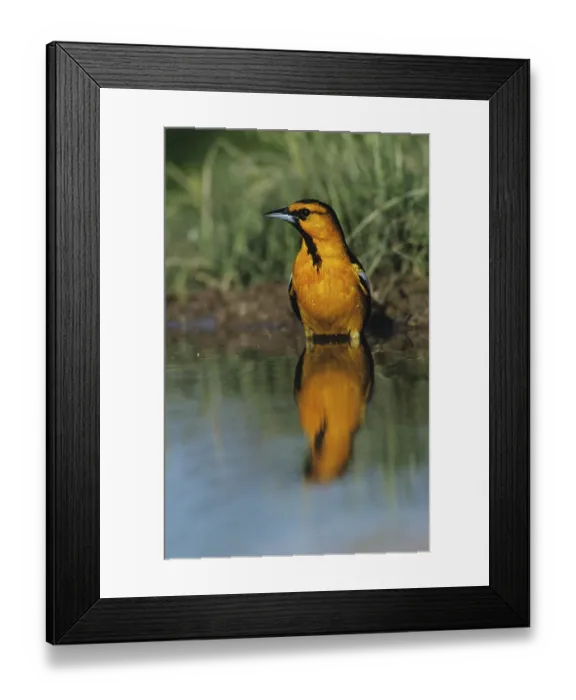 Framed Print : Bullock's Oriole (Icterus bullockii)