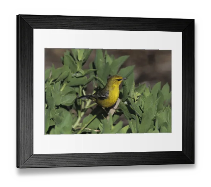 Framed Print : Blue-winged Warbler (Vermivora pinus)