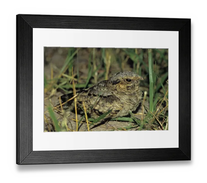 Framed Print : Common Pauraque (Nyctidromus albicollis)