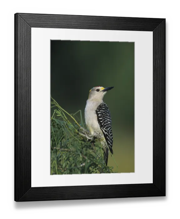 Framed Print : Golden-fronted Woodpecker (Melanerpes aurifrons)