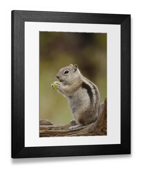 Framed Print : Golden-mantled Ground Squirrel (Spermophilus lateralis) Framed Print : Golden-mantled Ground Squirrel (Spermophilus lateralis)