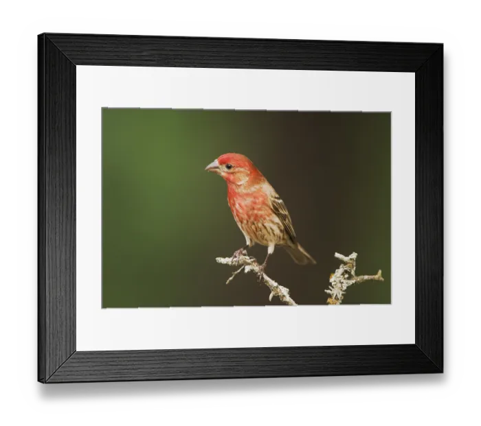 Framed Print : House Finch (Carpodacus mexicanus)