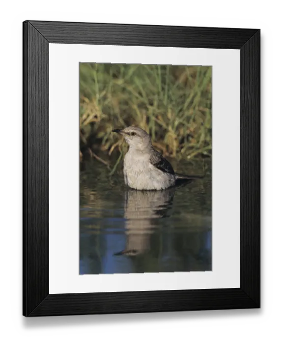 Framed Print : Northern Mockingbird (Mimus polyglottos)