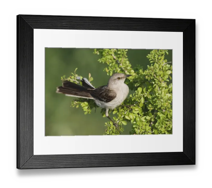 Framed Print : Northern Mockingbird (Mimus polyglottos)