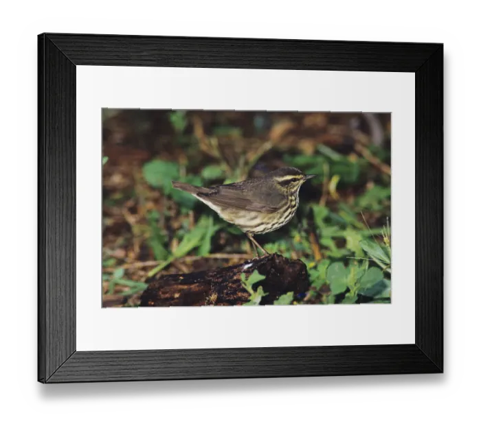 Framed Print : Northern Waterthrush (Seiurus noveboracensis)