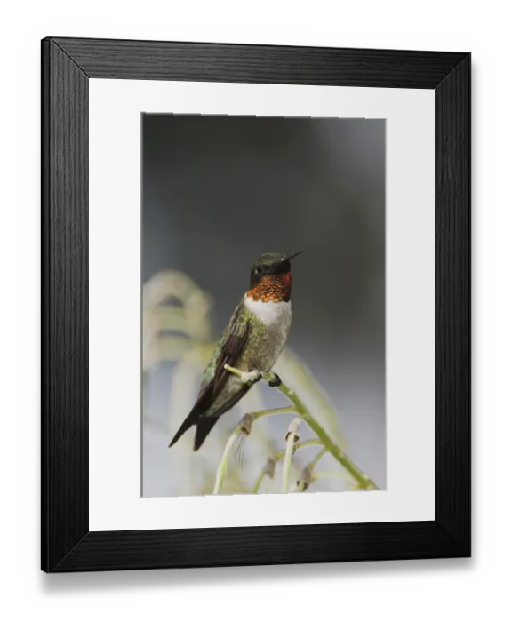 Framed Print : Ruby-throated Hummingbird (Archilochus colubris) Framed Print : Ruby-throated Hummingbird (Archilochus colubris)