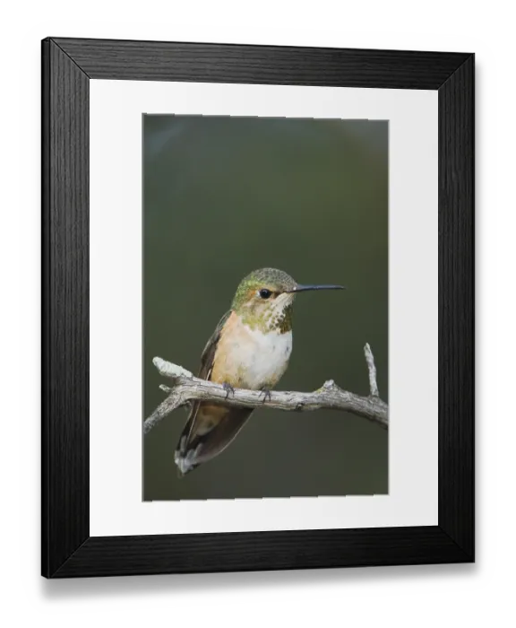 Framed Print : Rufous Hummingbird (Selasphorus rufus) Framed Print : Rufous Hummingbird (Selasphorus rufus)