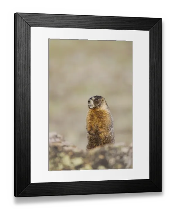 Framed Print : Yellow-bellied Marmot (Marmota flaviventris) Framed Print : Yellow-bellied Marmot (Marmota flaviventris)
