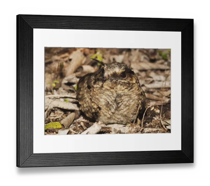 Framed Print : Common Pauraque (Nyctidromus albicollis) Framed Print : Common Pauraque (Nyctidromus albicollis)