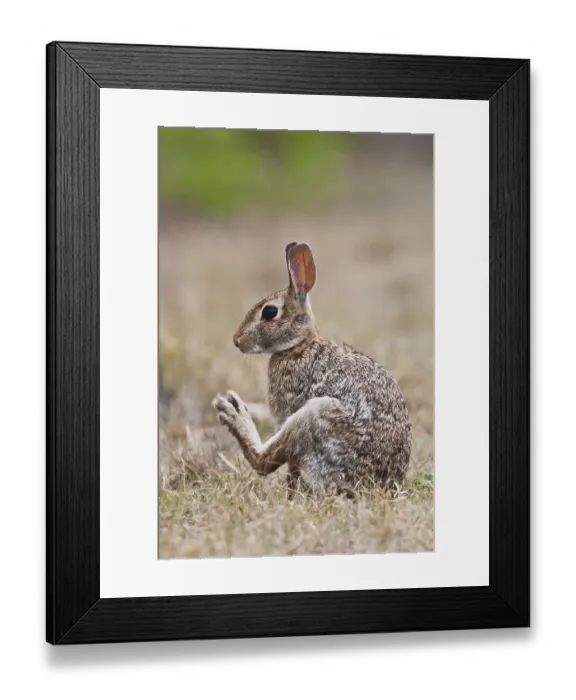 Framed Print : Eastern Cottontail (Sylvilagus floridanus)