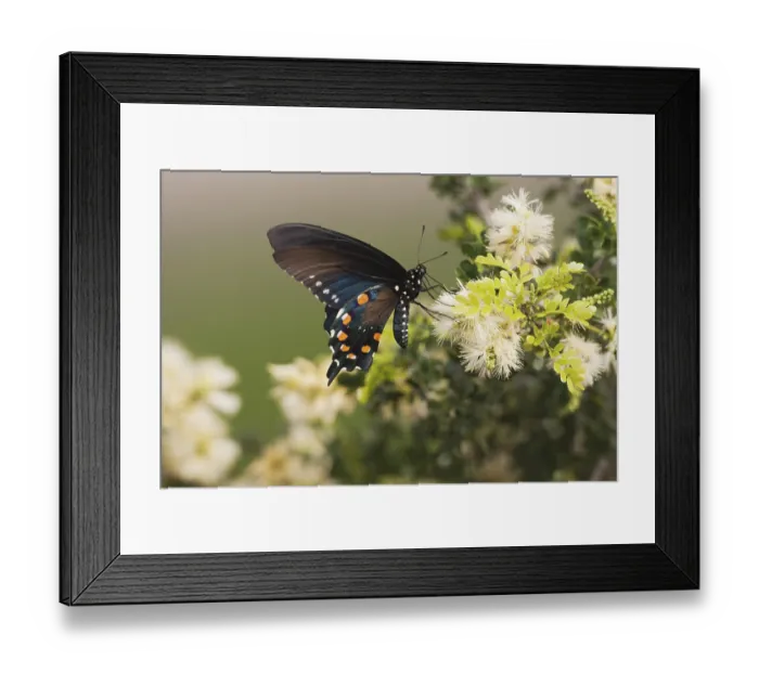 Framed Print : Pipevine Swallowtail (Battus philenor)