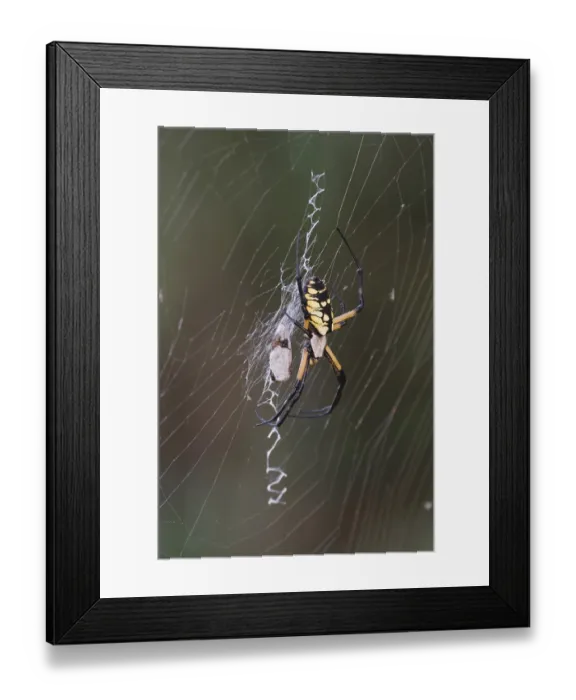 Framed Print : Yellow Garden Spider (Argiope aurantia) Framed Print : Yellow Garden Spider (Argiope aurantia)