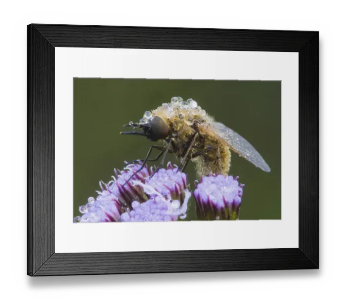 Framed Print : Fly (Diptera), dew covered on flower