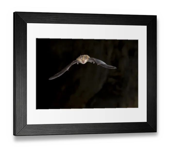Framed Print : Greater horseshoe bat (Rhinolophus ferrumequinum) in flight