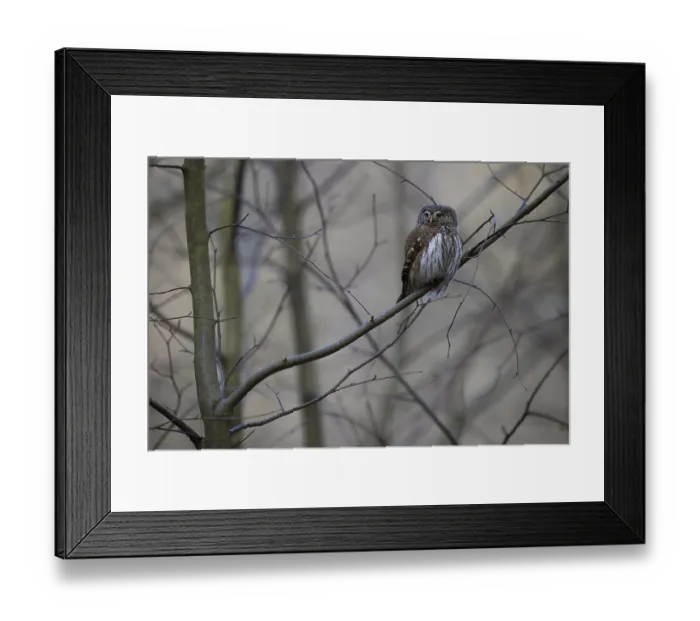 Framed Print : Pygmy Owl (Glaucidium passerinum) Framed Print : Pygmy Owl (Glaucidium passerinum)