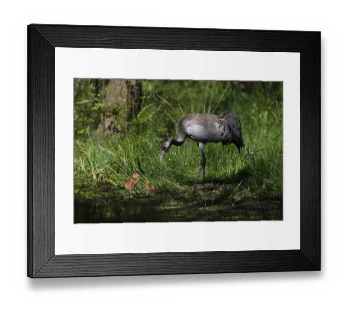Framed Print : Crane or common crane (Grus grus)