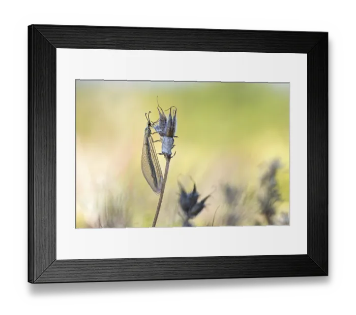 Framed Print : Ant damselfly (Myrmecaelurus trigrammus)