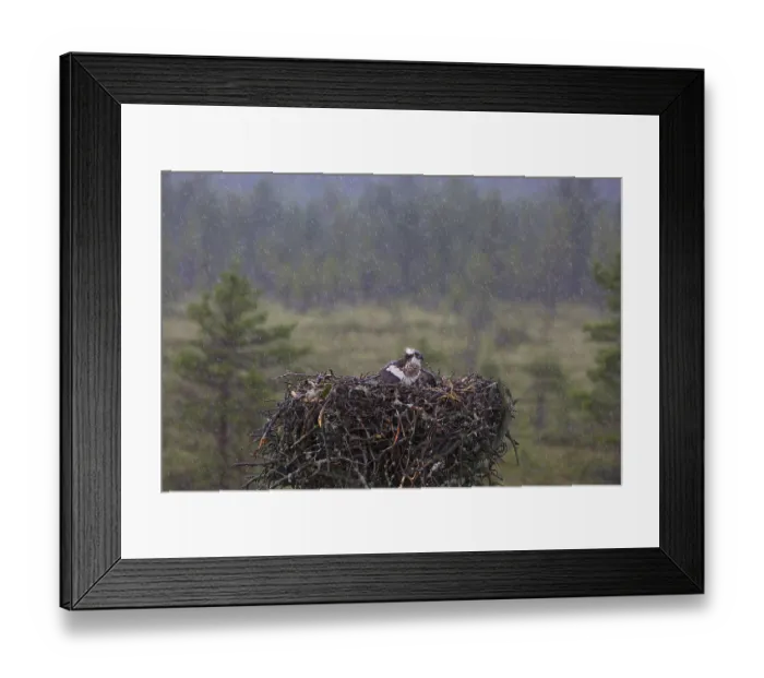 Framed Print : Western osprey (Pandion haliaetus) in the rain on eyrie Framed Print : Western osprey (Pandion haliaetus) in the rain on eyrie