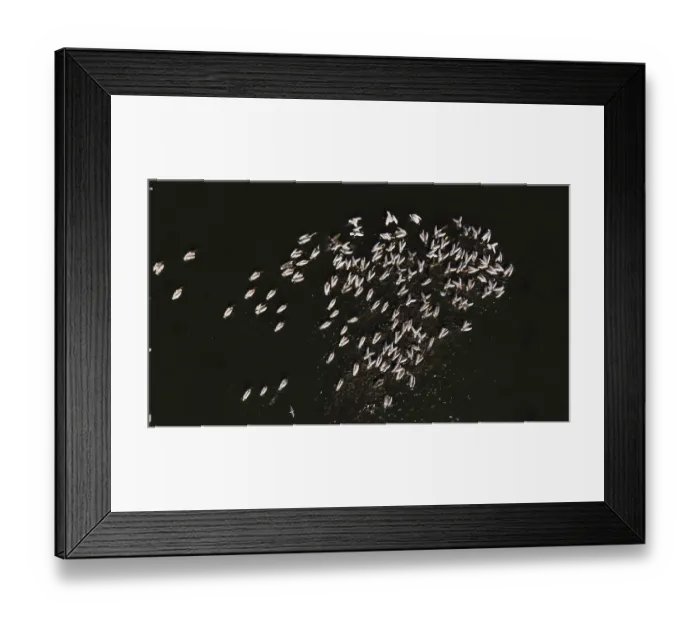 Framed Print : Great white pelican (Pelecanus onocrotalus)