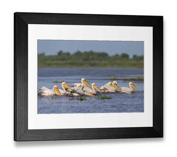 Framed Print : Great white pelican (Pelecanus onocrotalus) Framed Print : Great white pelican (Pelecanus onocrotalus)