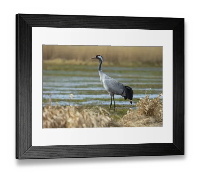 Framed Print : Common crane (Grus grus) on wetland