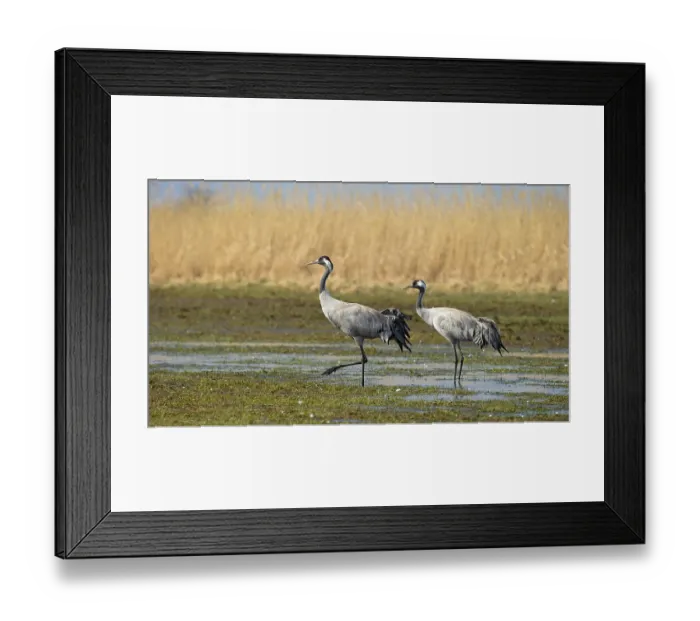 Framed Print : Common crane (Grus grus) on wetland