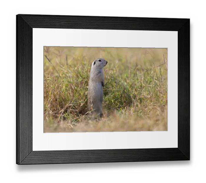 Framed Print : European ground squirrel (Spermophilus citellus)