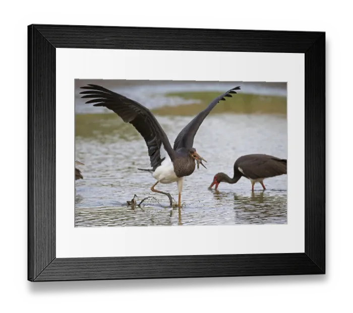 Framed Print : Black stork (Ciconia nigra), young bird with fish