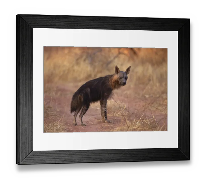 Framed Print : Black-backed hyena (Parahyaena brunnea or Hyaena brunnea) stands at attention in the grasslands