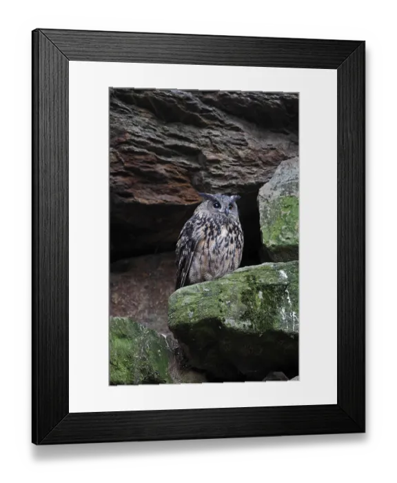 Framed Print : Eurasian eagle owl (Bubo bubo) Framed Print : Eurasian eagle owl (Bubo bubo)