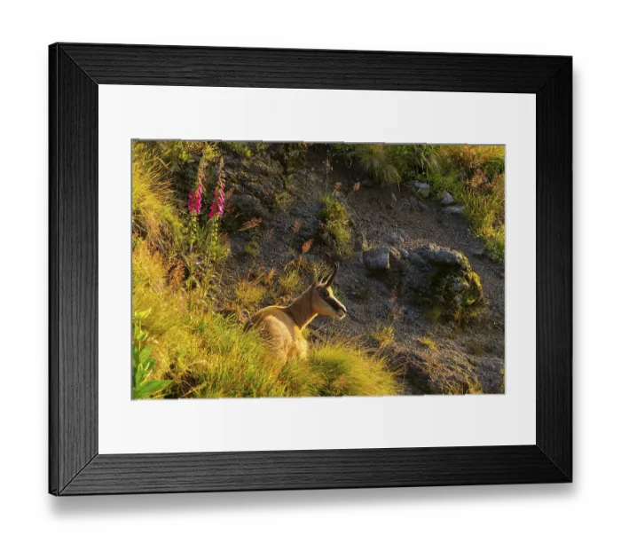 Framed Print : A chamois lies near rocks and flowers