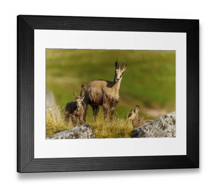 Framed Print : Three chamois on a grassy area Framed Print : Three chamois on a grassy area