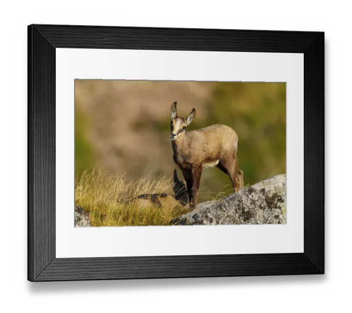 Framed Print : A curious young chamois stands on a rock Framed Print : A curious young chamois stands on a rock