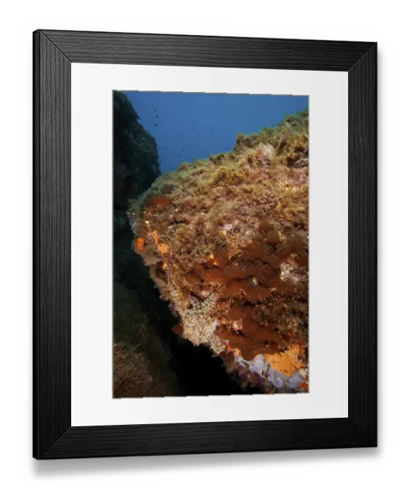 Framed Print : A large underwater rock formation with algae and clear water