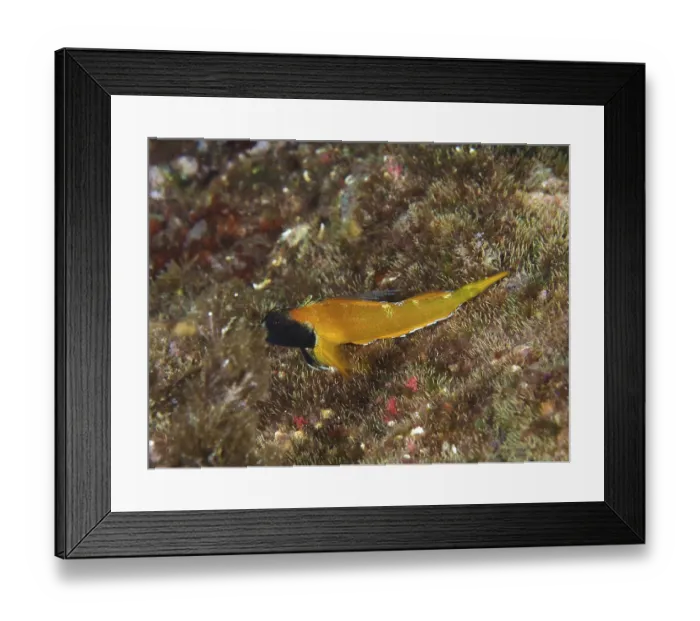 Framed Print : Black-faced blenny (Tripterygion delaisi)