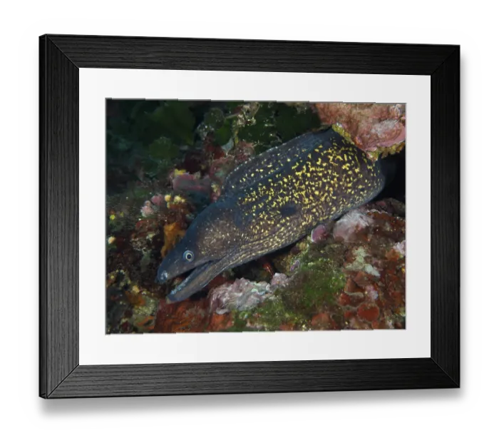 Framed Print : Detailed view of a Mediterranean Spotted moray (Muraena helena) with a spotted pattern
