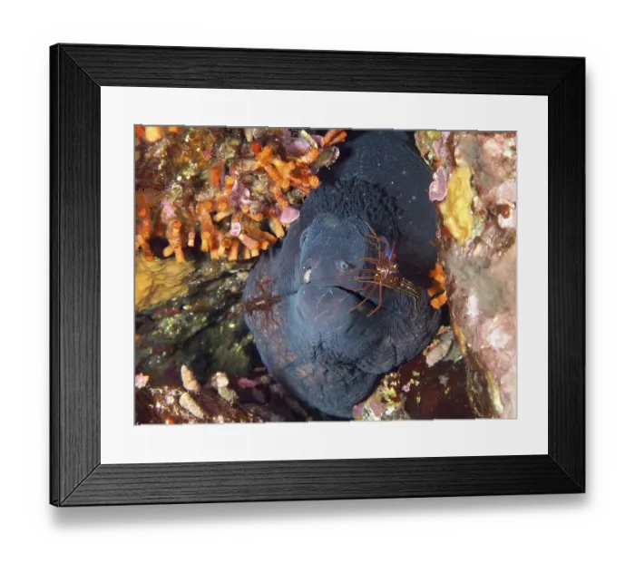 Framed Print : Mediterranean moray eel (Muraena helena) and two Mediterranean cleaner shrimps (Lysmata seticaudata) Framed Print : Mediterranean moray eel (Muraena helena) and two Mediterranean cleaner shrimps (Lysmata seticaudata)
