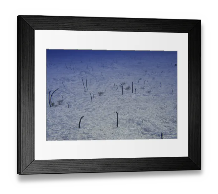 Framed Print : Thin eels, Brown garden eels (Heteroconger longissimus)