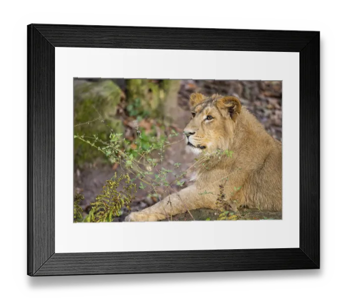 Framed Print : Asiatic lion (Panthera leo persica)