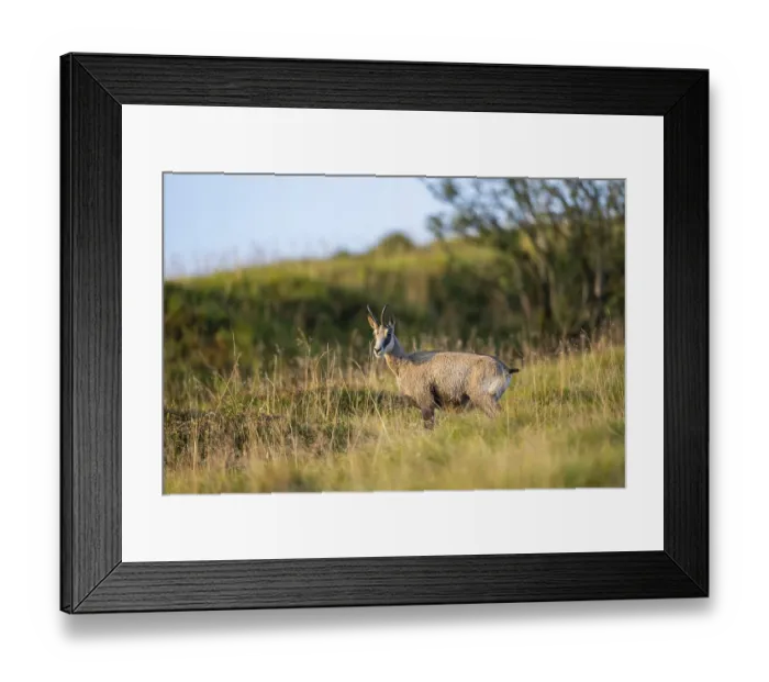 Framed Print : Chamois (Rupicapra rupicapra) on a meadow in the Vosges Mountains