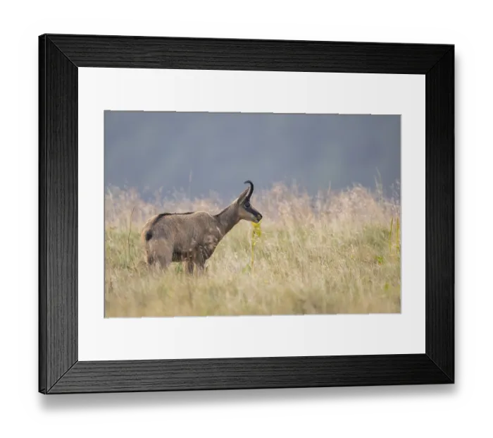 Framed Print : Chamois (Rupicapra rupicapra) on a meadow in the Vosges Mountains Framed Print : Chamois (Rupicapra rupicapra) on a meadow in the Vosges Mountains